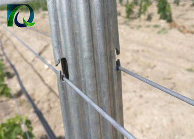 Silver Galvanized C Type Vineyard Poles , Grape Vine Posts Size 2.0MM X 2.5M