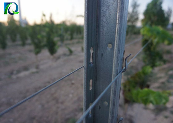 Poste galvanizzate del traliccio della vigna di 50x40MM per il grande giardino del vino