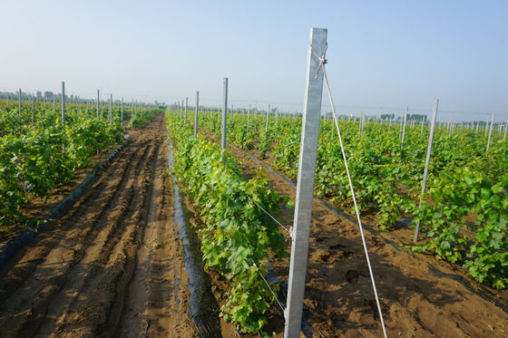 tipo poste del foro di H galvanizzato 8ft del traliccio della vigna di 2mm