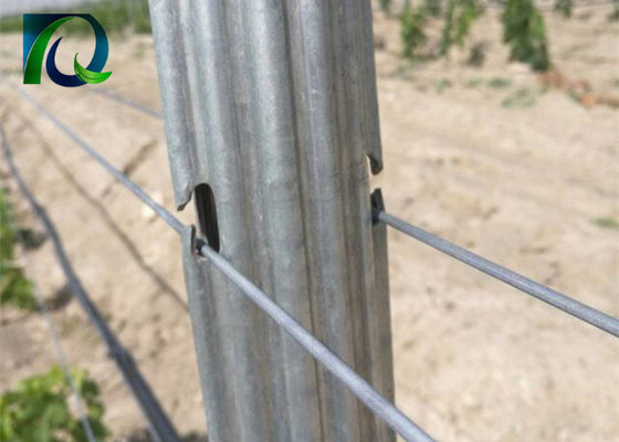 Poste del traliccio della vigna del metallo 1.8m dell'acciaio per il cavo di 1.6-3.0MM